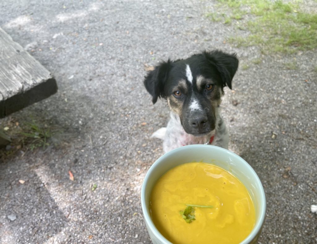 Vegan Butternut Squash Soup For Dogs