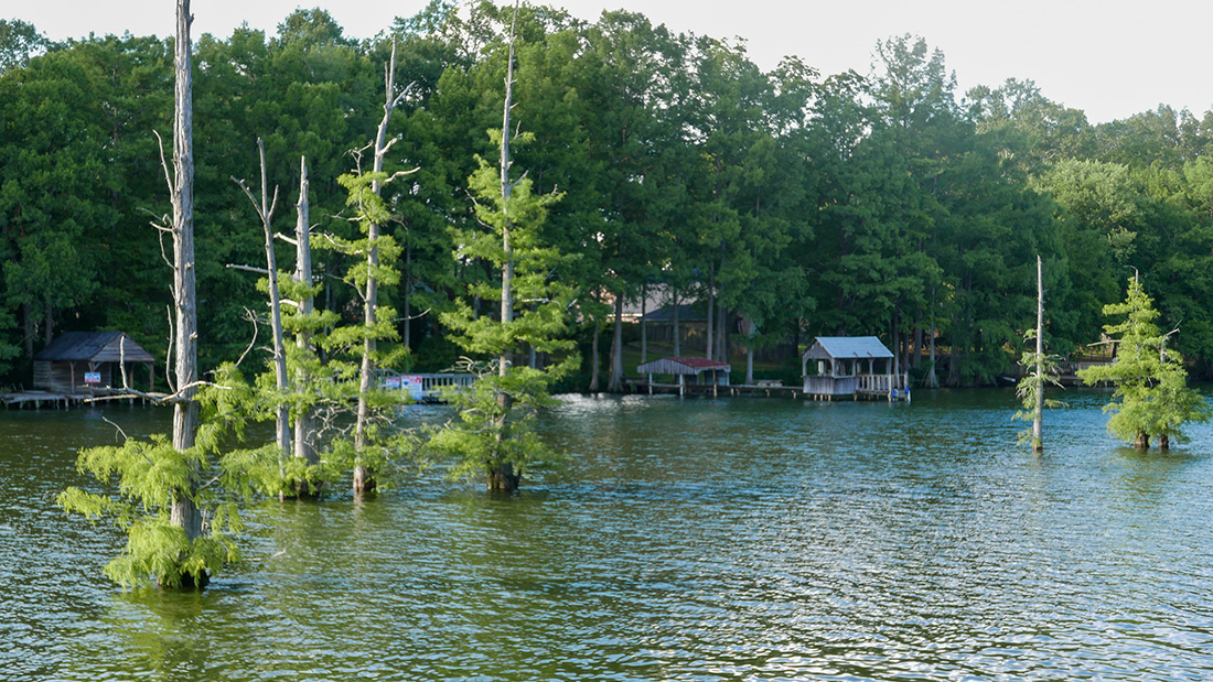 Trees in middle of moving river with boat landings on far side.