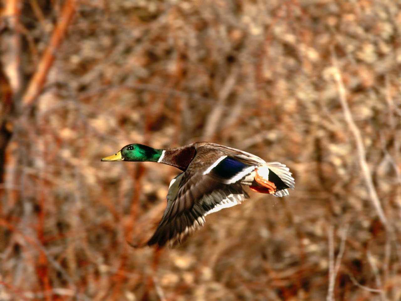 what do duck hunters do with the ducks