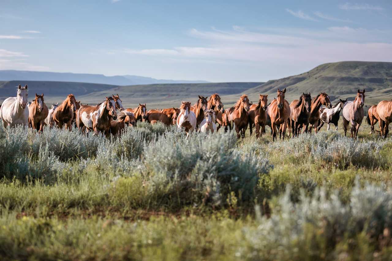 Herd of wild horses walking across a grassy prairie with low hills in background.