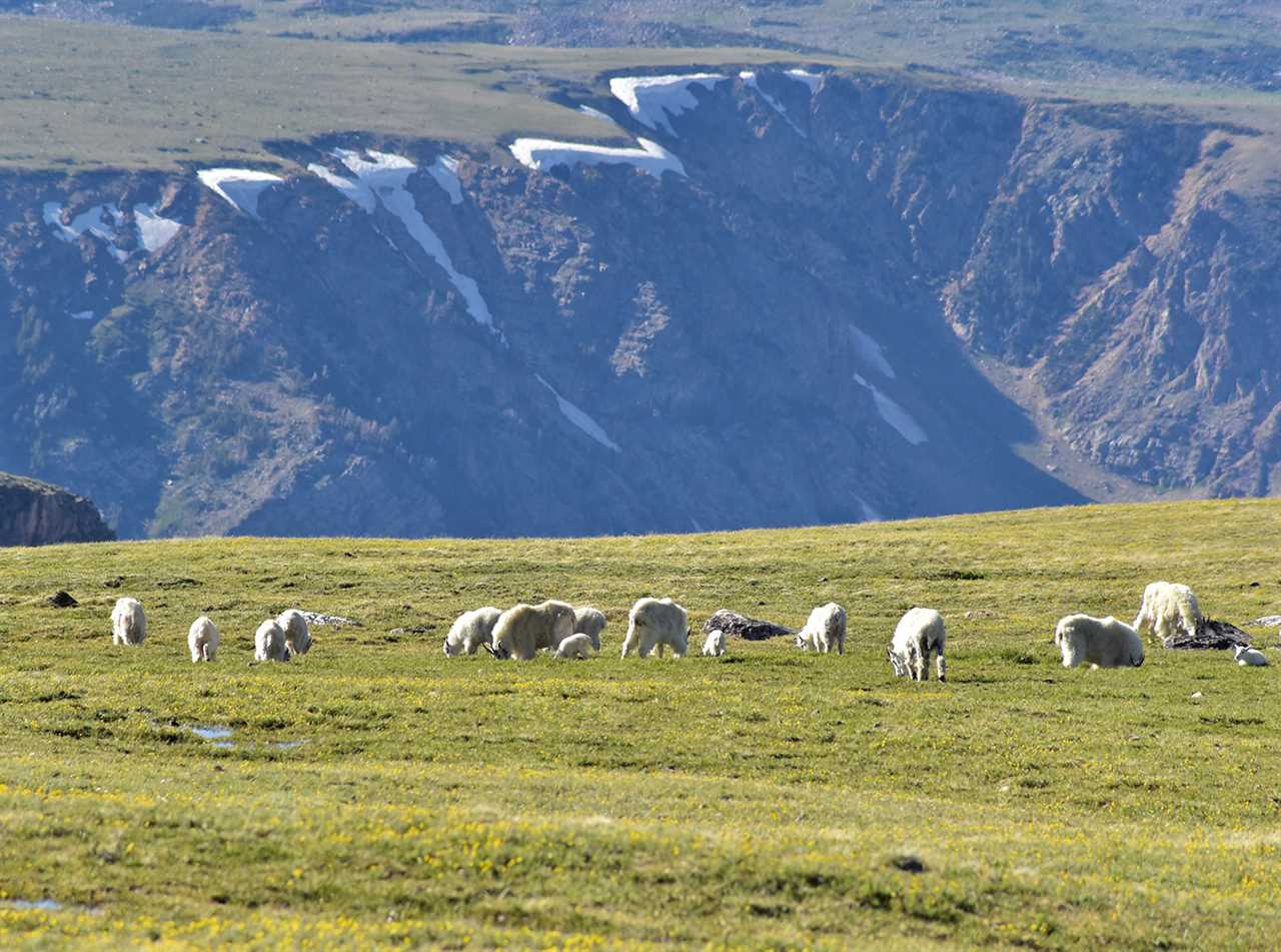 goats graze on a green pasture adjacent to a steep valley.