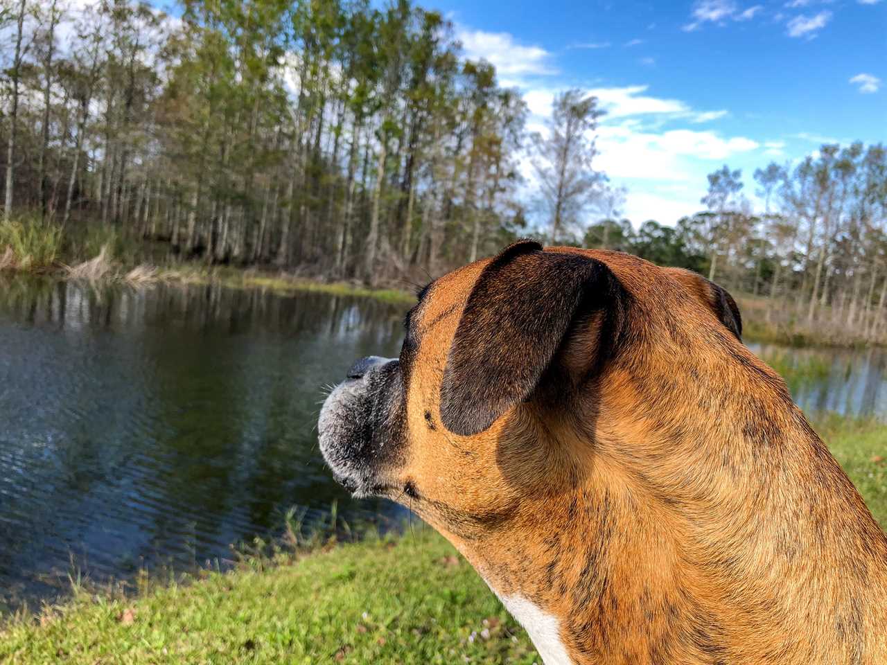 A boxer gazes out at a forest in a swampy environment. 