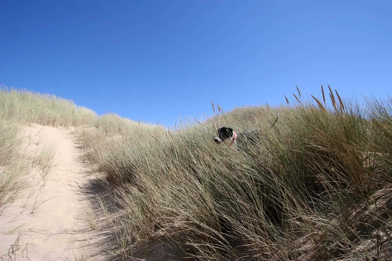 Dog navigates tall grass in a beach and Dunes environment.