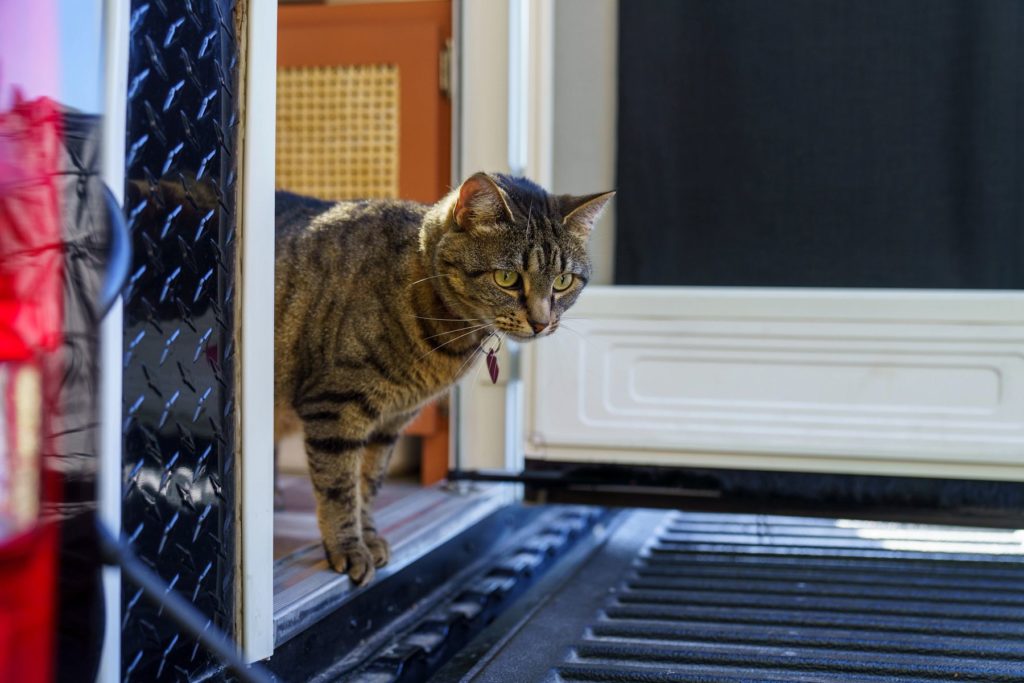 Comfortable RV Temperatures for Cats