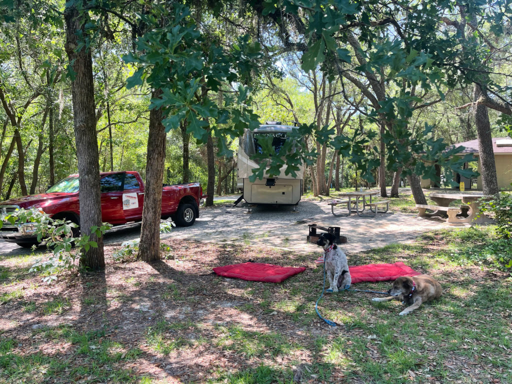 2 Traveling Dogs at the Campsite
