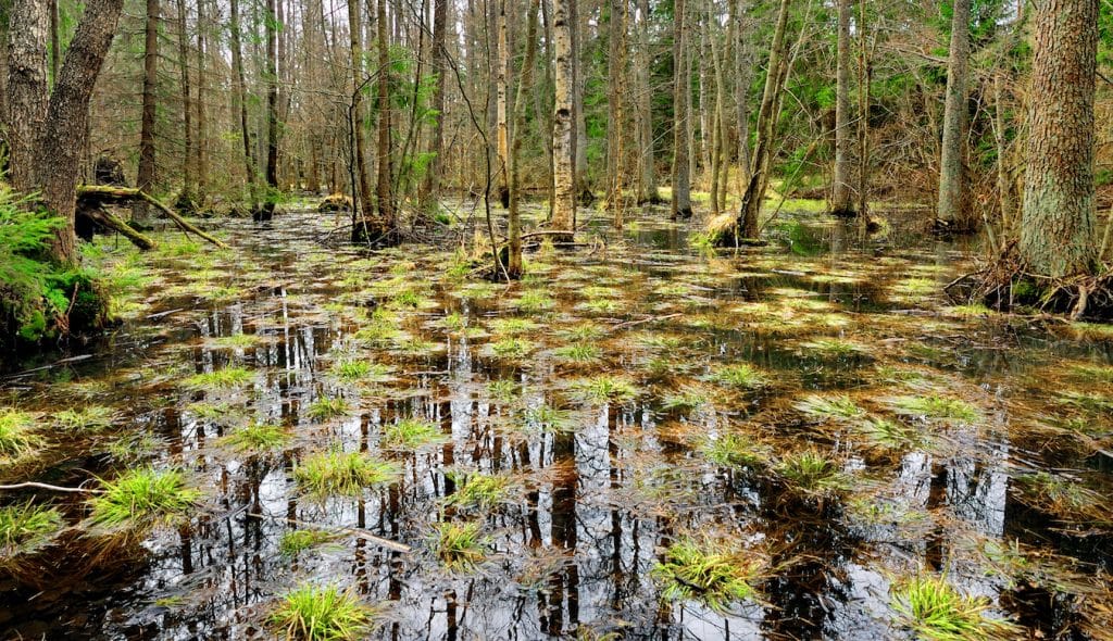 congaree national park