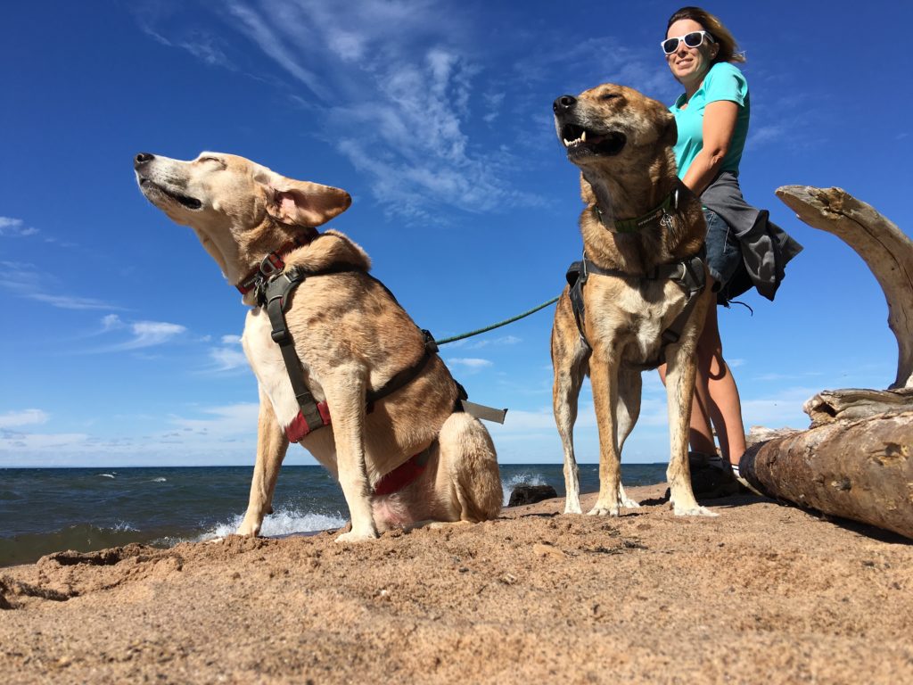 2 Traveling Dogs on Apostle Island