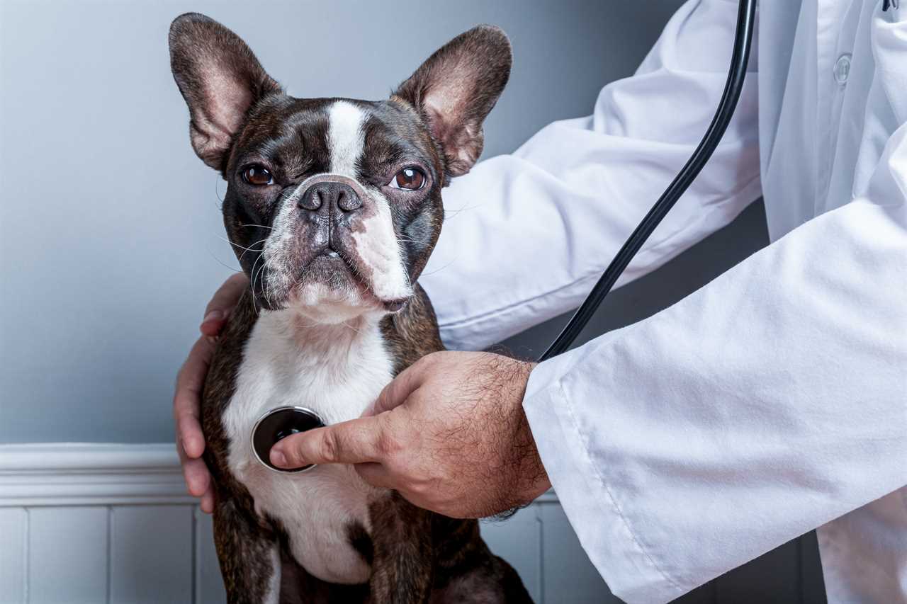 Veterinary doctor examing heart of dog boston terrier with stethoscope portrait