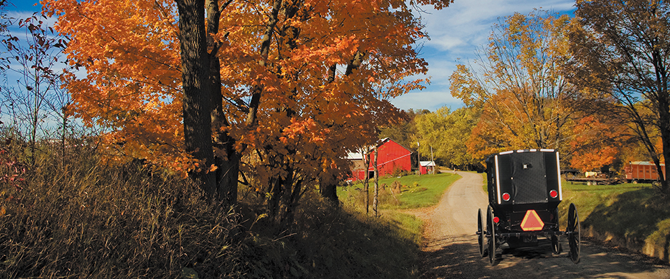 Amish buggies trundling down a country lane. 