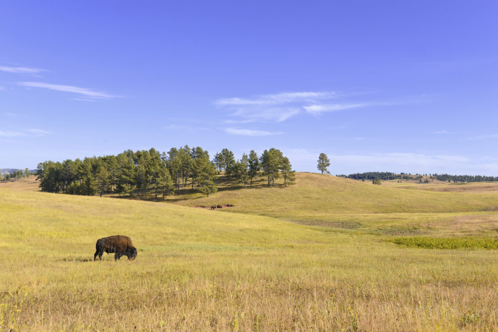 Bison in Grasslands of Wind Cave National Park