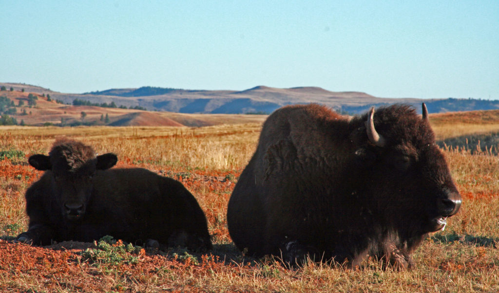 Buffalo in Wind Cave National Park