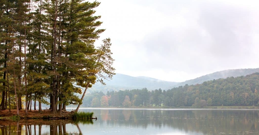 A beautiful forest and lake