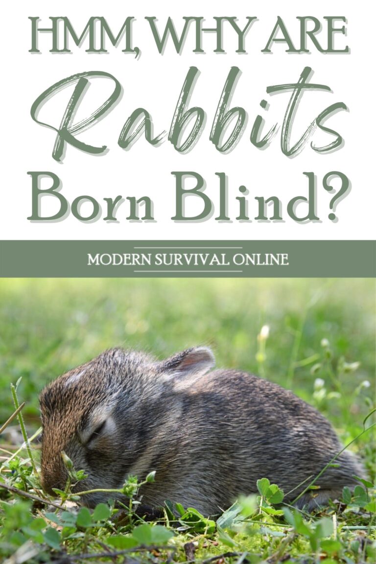 why are rabbits born blind pinterest