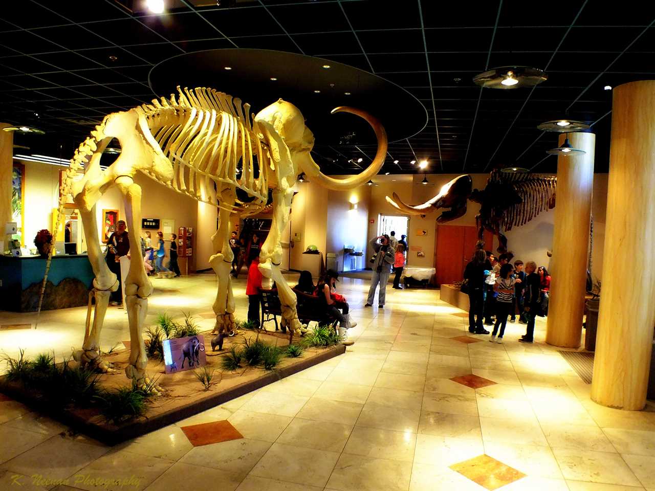 Skeleton of wooly mammoth inside of a museum.