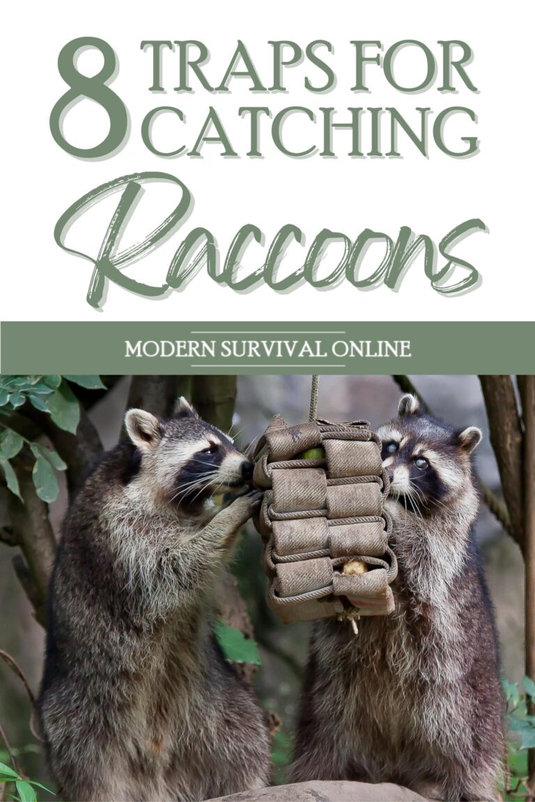 raccoon traps pinterest