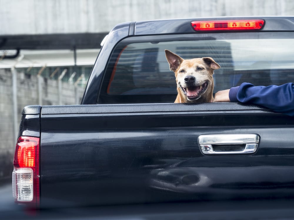 Dog on black pick up truck back view