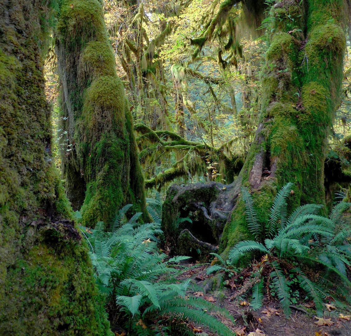 Photo Tripping America - Olympic National Park - Camping World