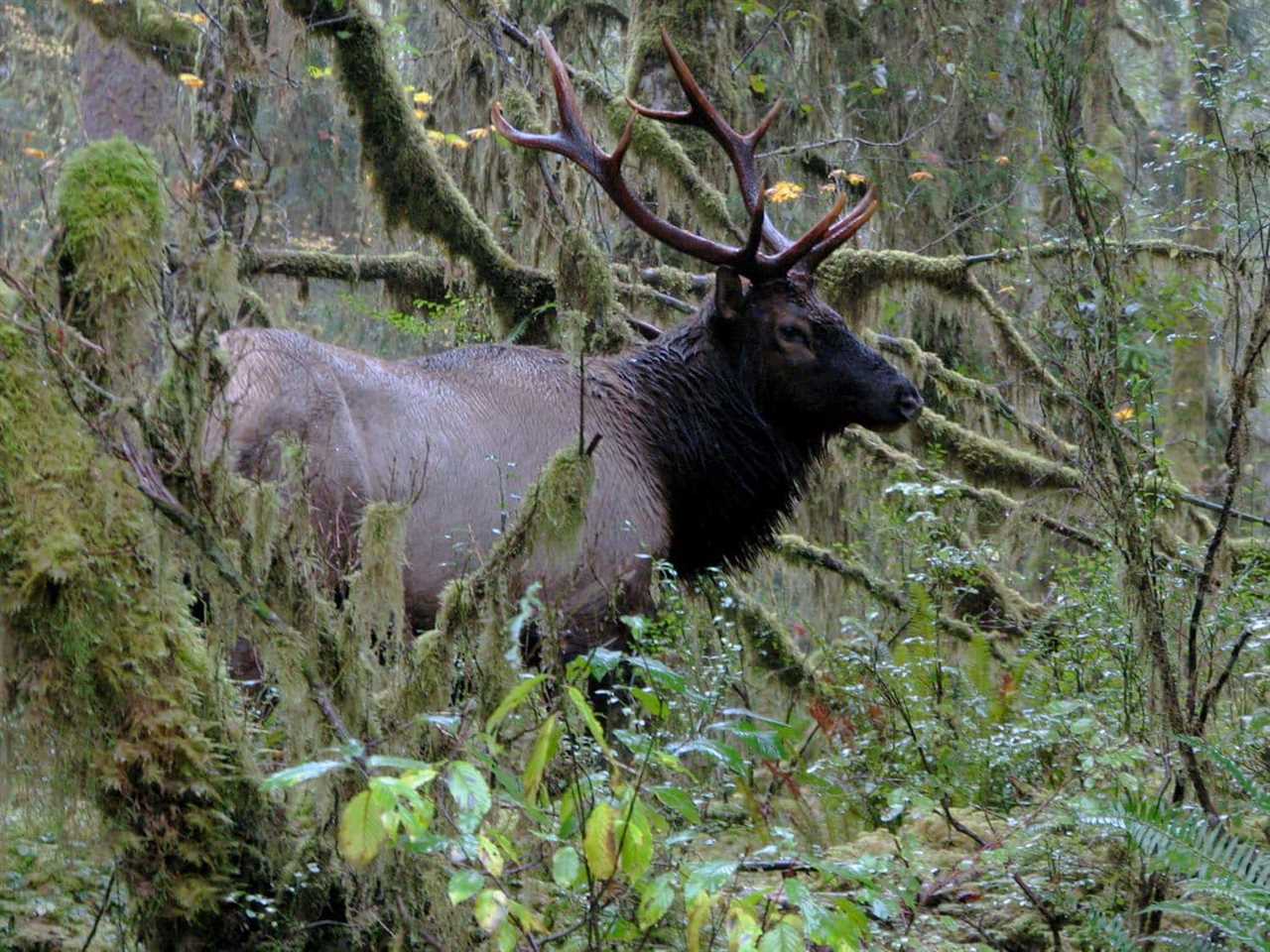 Photo Tripping America - Olympic National Park - Camping World