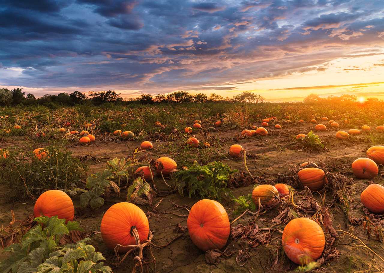 Big pumpkin field in autumn time at sunset.