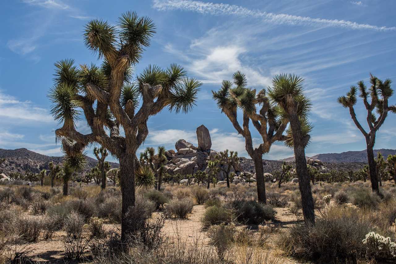 Joshua Trees