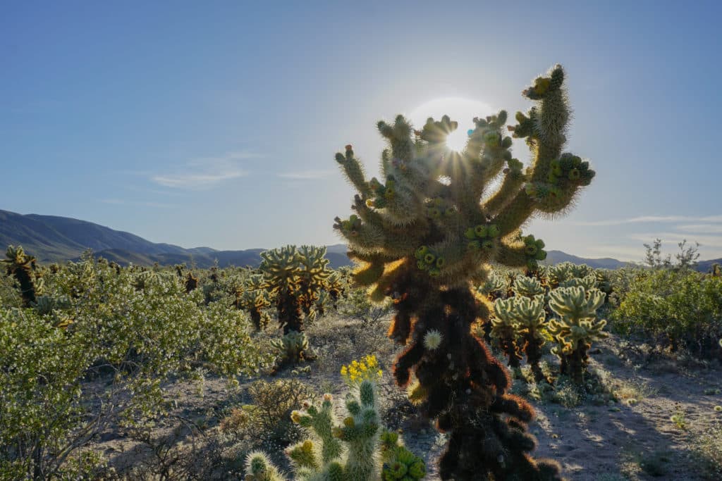 cholla cactus garden