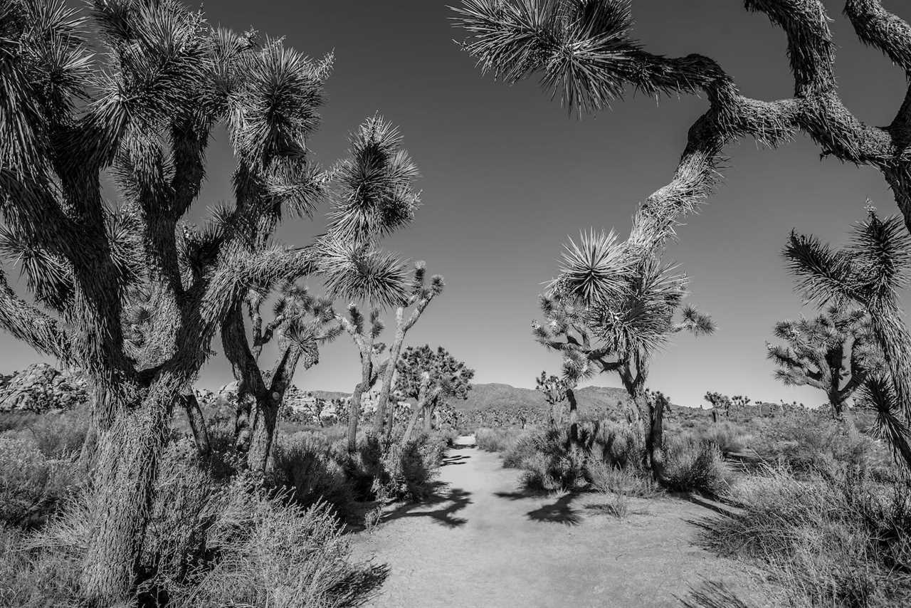 history-rving-joshua-tree-national-park-09-2022 