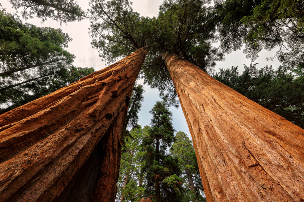 Sequoia Trees