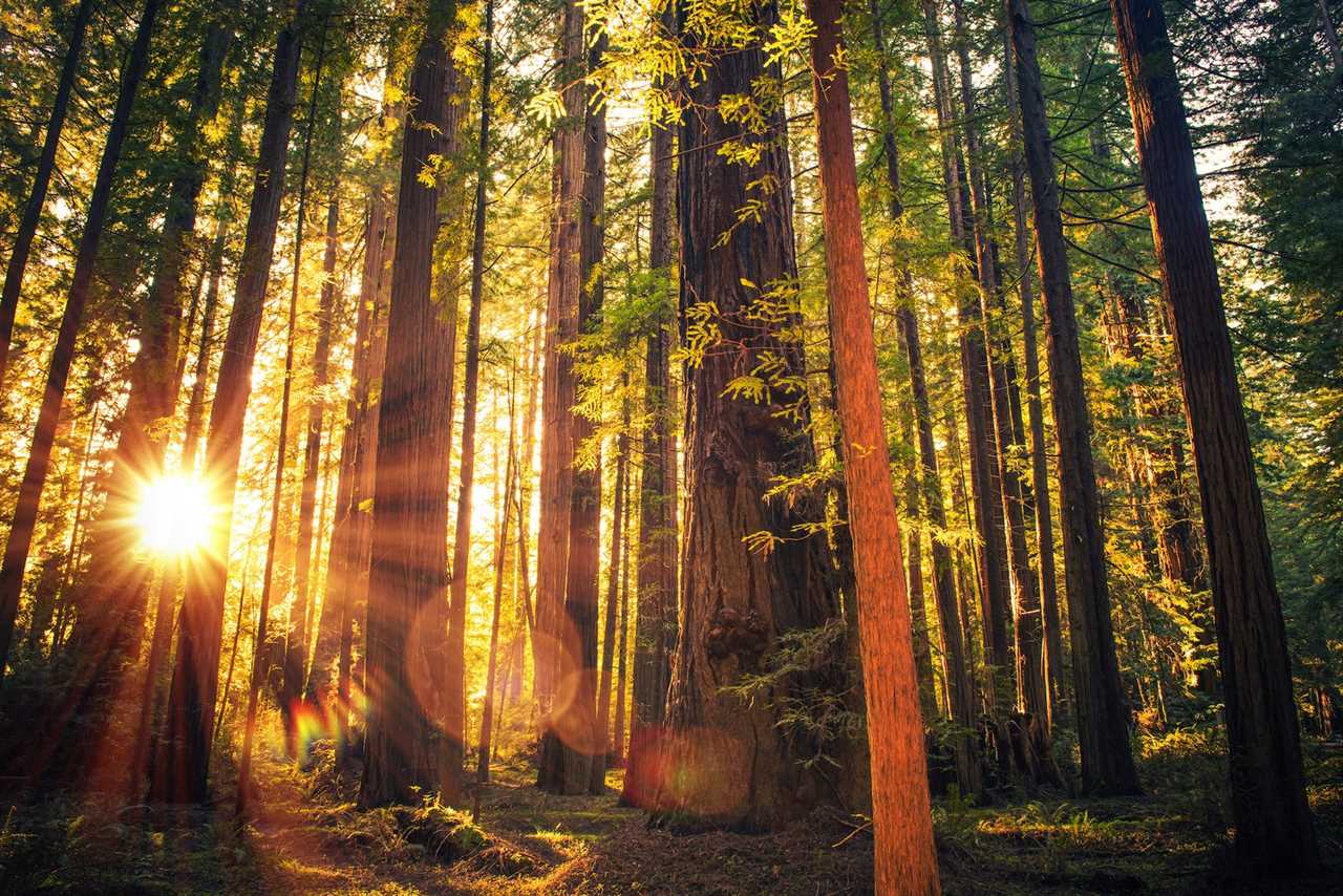 Forest Trail Sunset. Scenic Sunset Redwood Forest Trail. Summer in the California Redwood, United States.