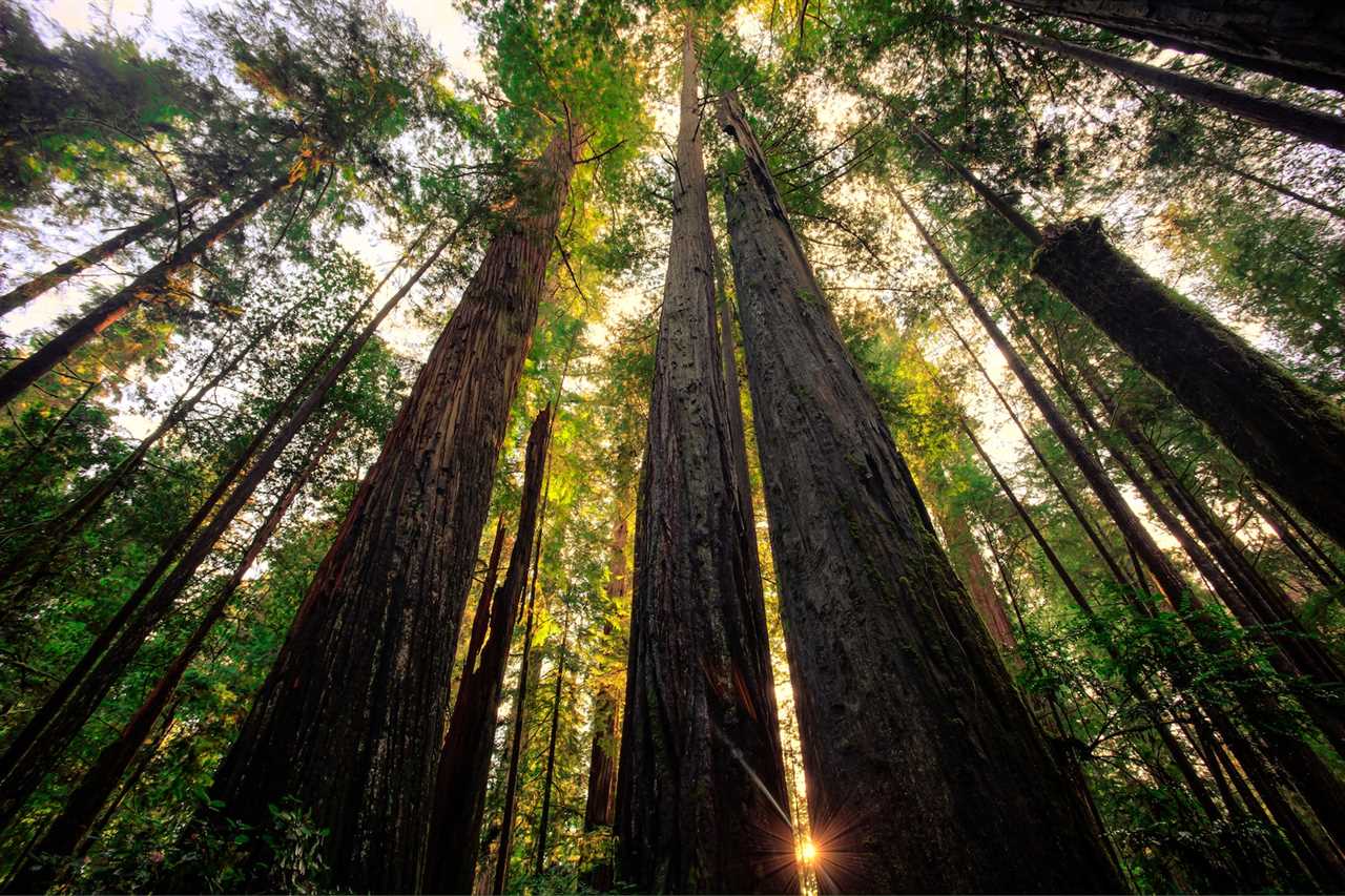 Taken in Redwoods National & State Parks, California
