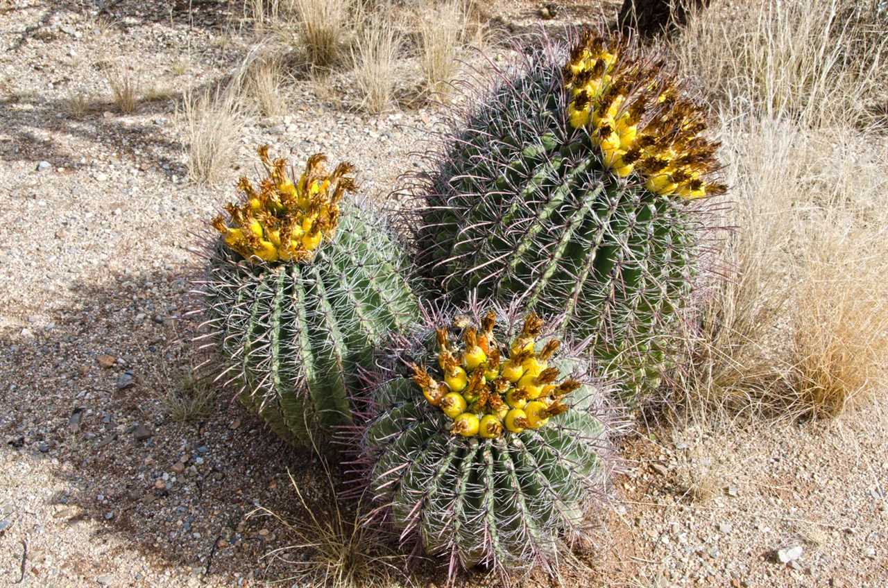 Photo Tripping America - Saguaro - Camping World