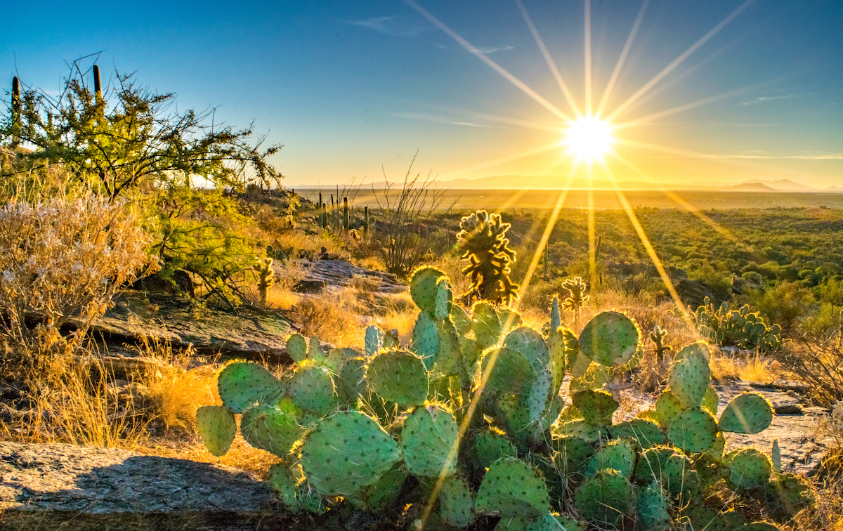 Saguaro National Park