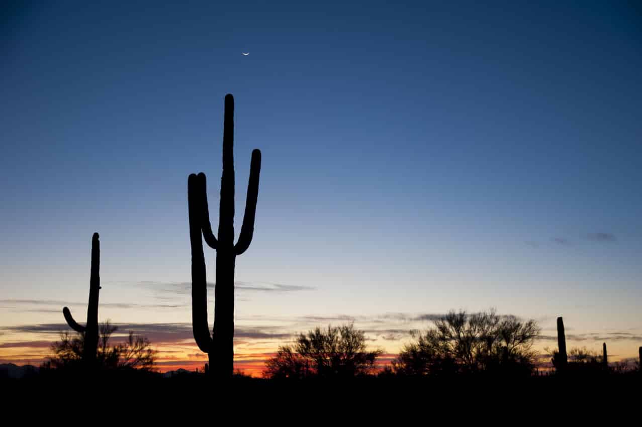 Saguaro National Park