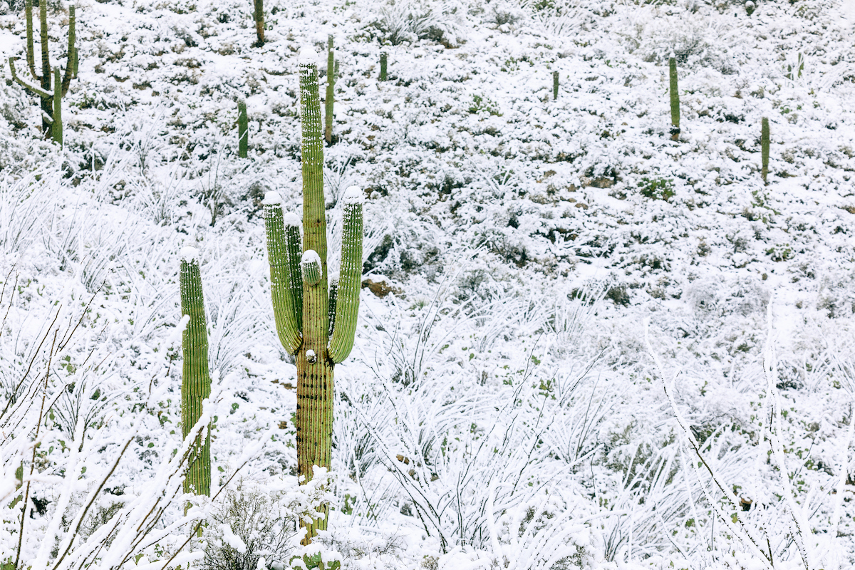 Saguaro National Park