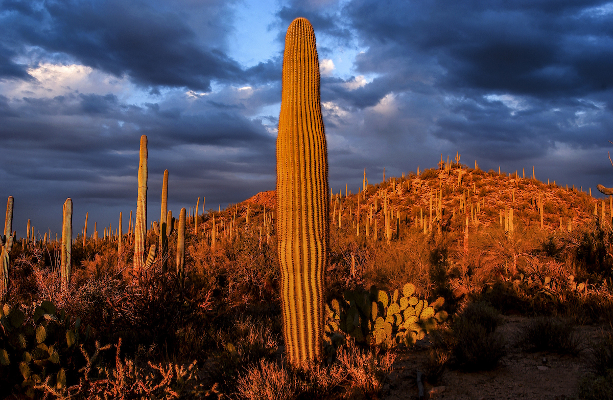 Saguaro National Park