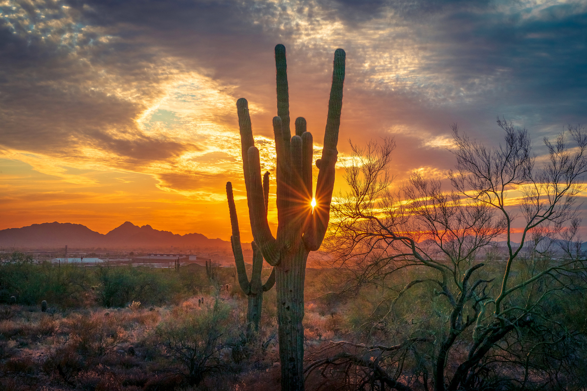 Saguaro National Park