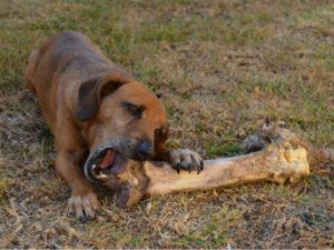A Big Dog Bone