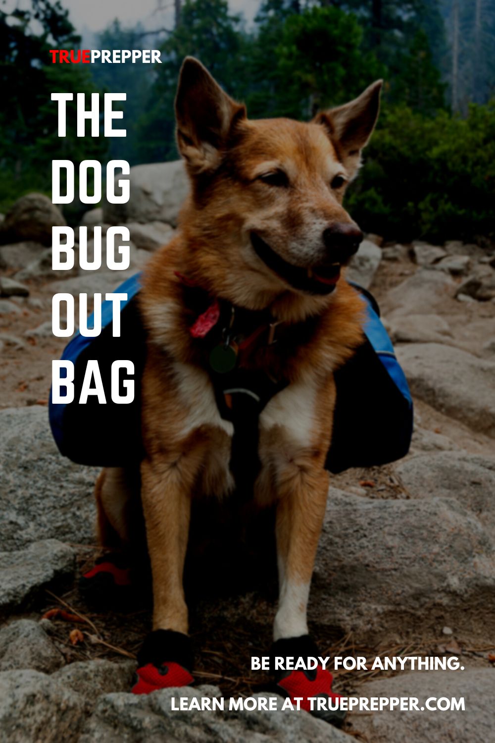 The Dog Bug Out Bag - A Survival Kit for Man’s Best Friend