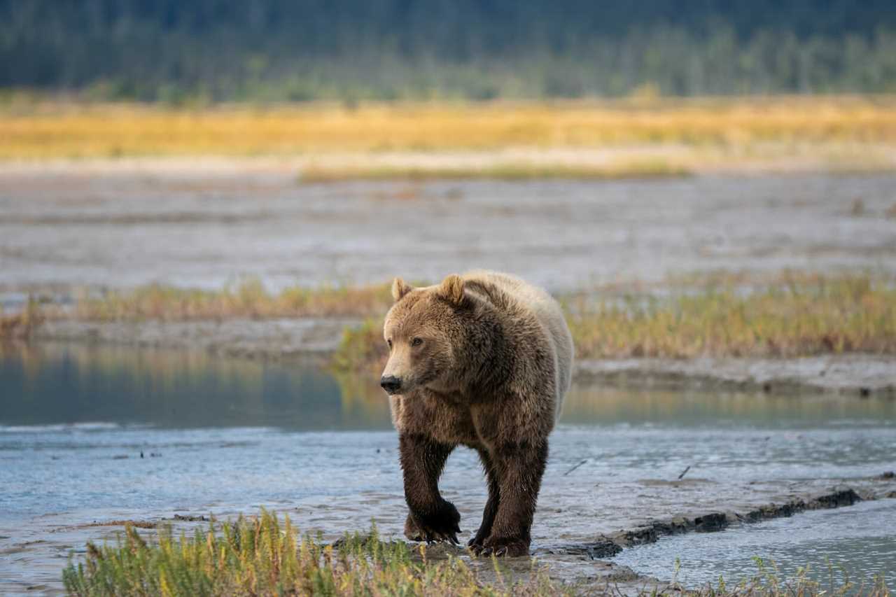 bear-viewing-guide-to-rving-lake-clark-national-park-10-2022 