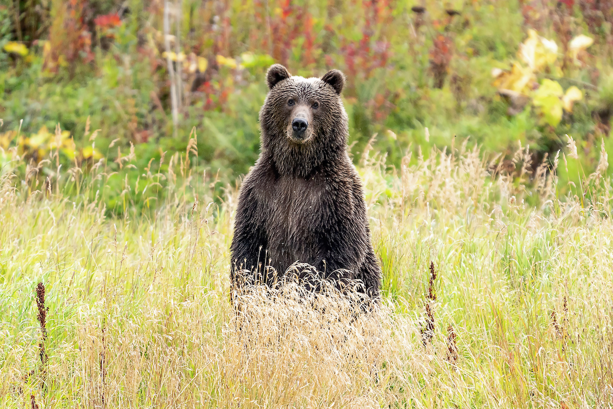 Katmai National Park