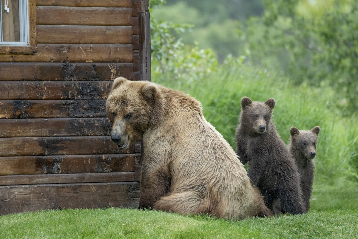 Katmai National Park