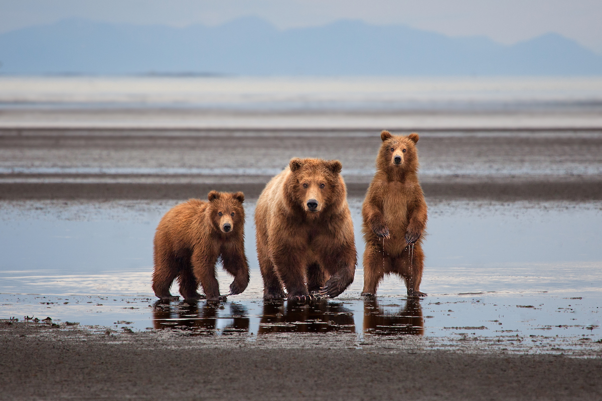 Katmai National Park