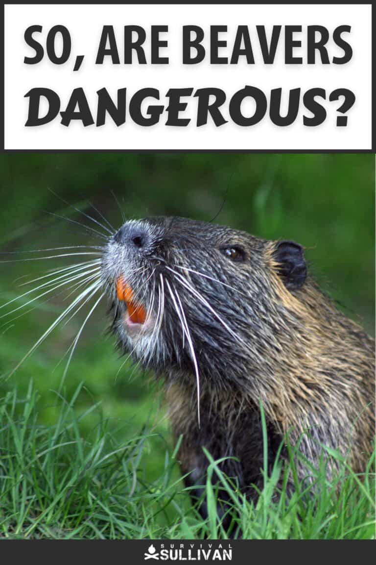 are beavers dangerous pinterest