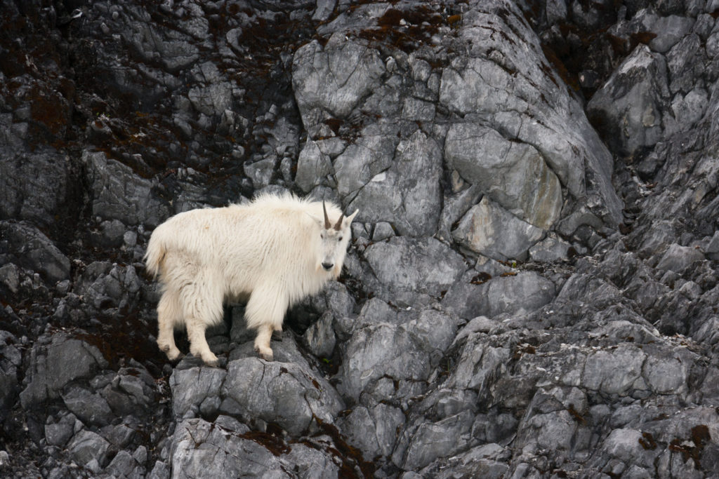 Mountain Goat in Glacier Bay National Park