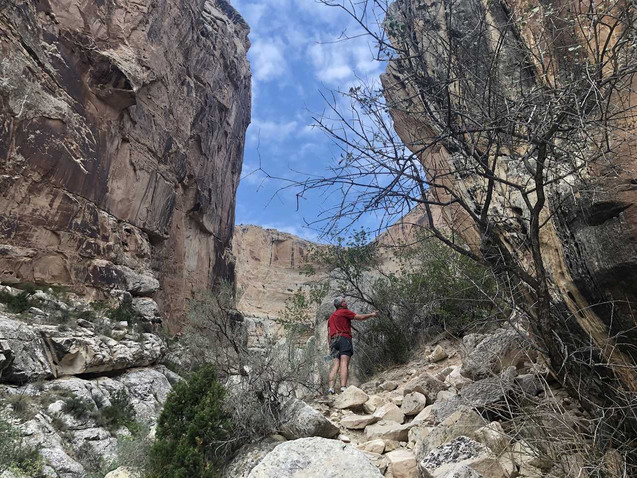 A man in red shirt examines trees in a ravine.