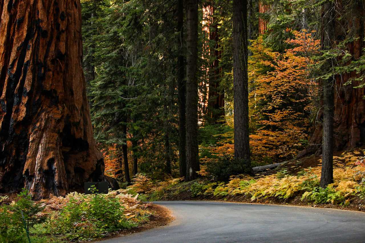 fall-guide-to-rving-sequoia-national-park-11-2022 