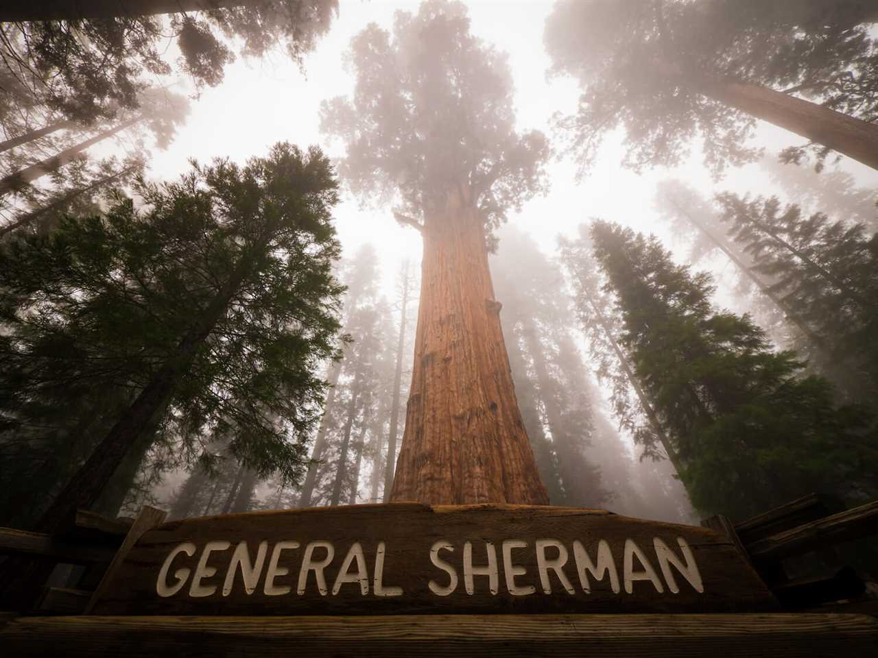 sherman-tree-guide-to-rving-sequoia-national-park-11-2022 