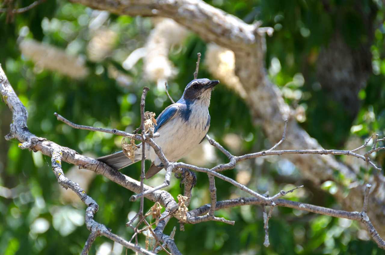 birdwatching-guide-to-rving-sequoia-national-park-11-2022 