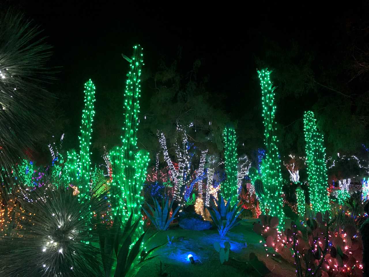 Cacti adorned with green, white and red holiday lights. 