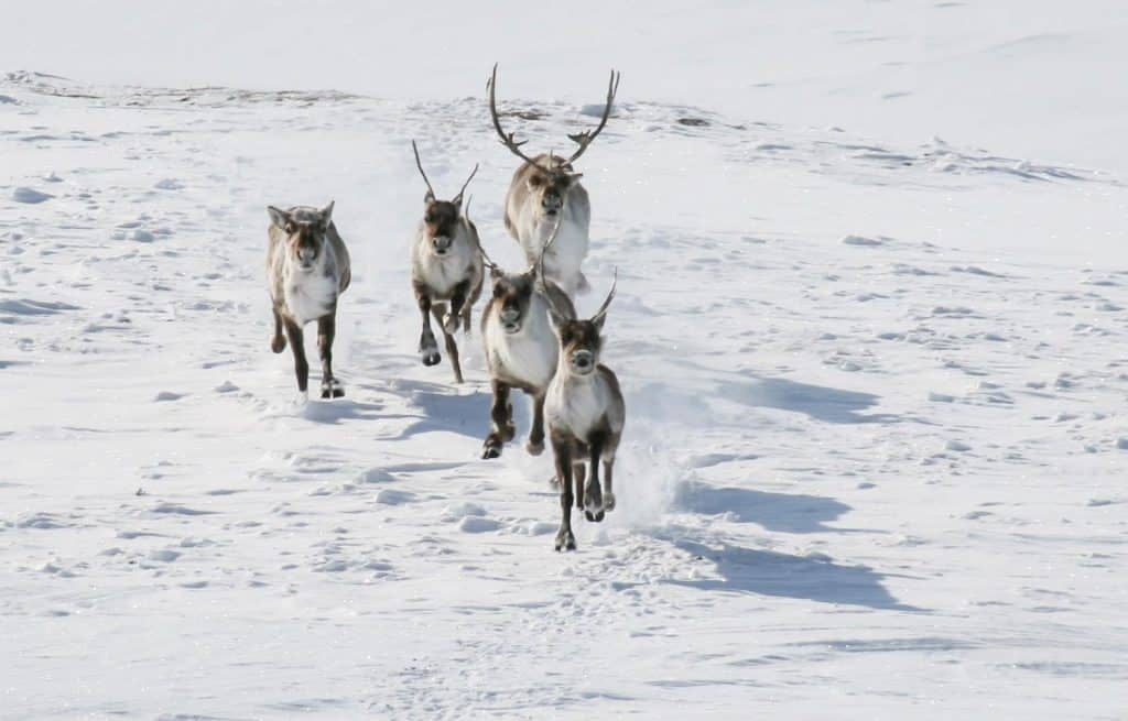 Photo Tripping America - Gates of the Arctic - Camping World