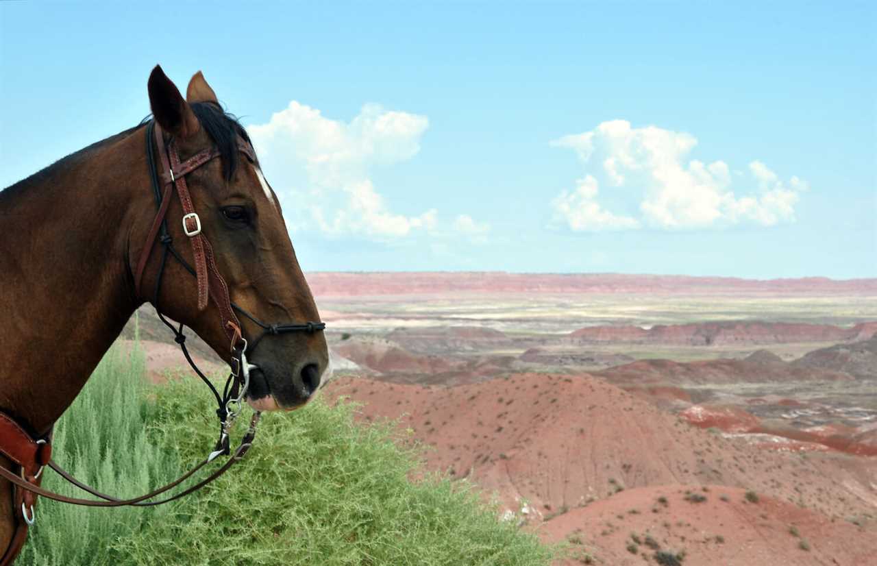 horse-guide-to-rving-petrified-forest-national-park-11-2022 